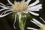 Thistleleaf aster